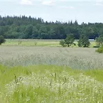 Mulleby *
