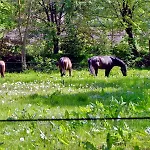 Mulleby Suederhackstedt